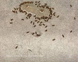File de fourmis envahissant une cuisine