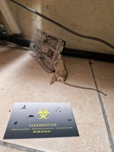 Nuisible capturé — résultat d'une intervention CleanBiocide