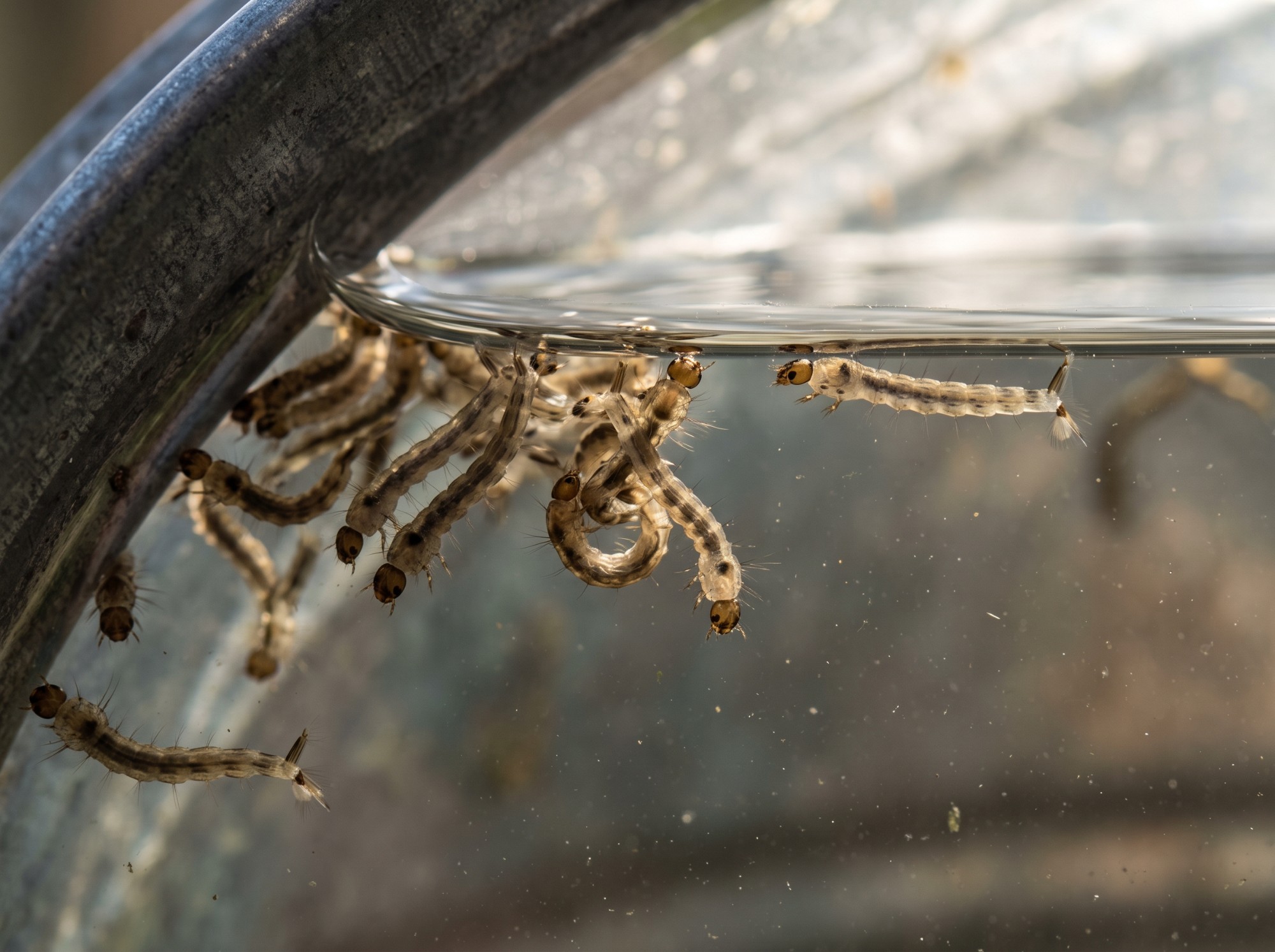 Larves de moustique dans de l'eau stagnante