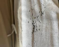 Traces de punaises sur un matelas