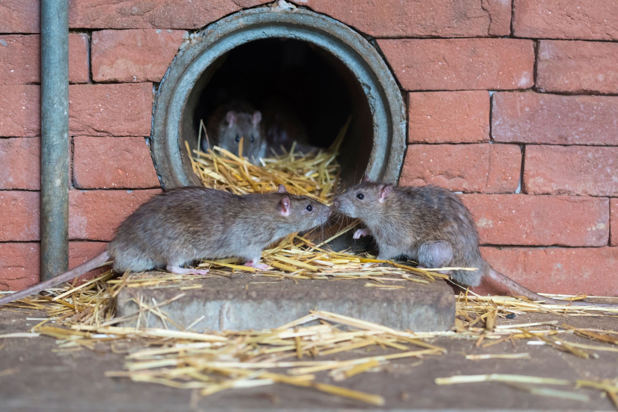 Nid de rats