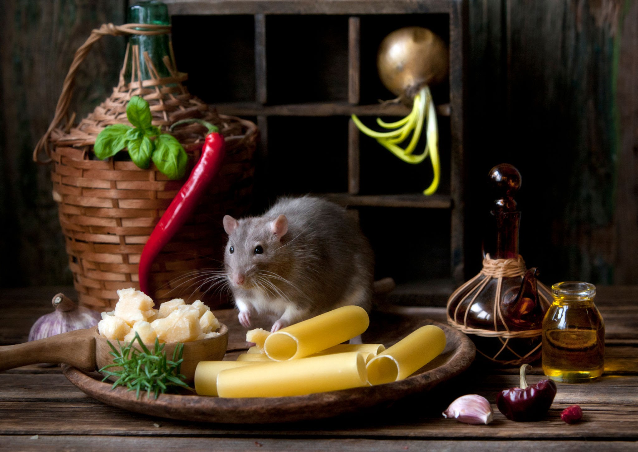 Rat contaminant la nourriture