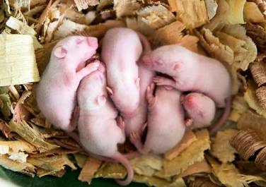 Nid de souris